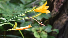 Hemerocallis hakuunensis