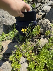 Erysimum amurense