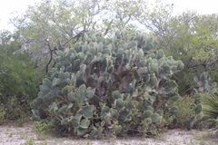 Opuntia alta