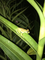 Boana cinerascens