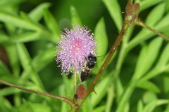 Megachile conjuncta