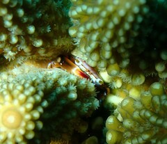 Tetralia rubridactyla