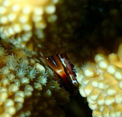 Tetralia rubridactyla