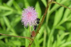 Megachile conjuncta