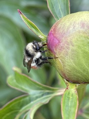 Bombus sylvicola