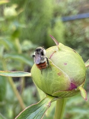 Bombus sylvicola