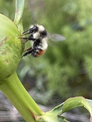 Bombus sylvicola