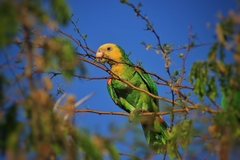 Amazona oratrix tresmariae
