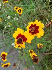 Coreopsis tinctoria