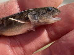 Gillichthys mirabilis