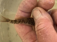 Gillichthys mirabilis