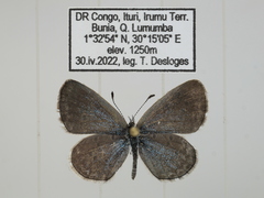 Zizina otis antanossa