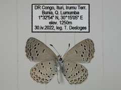 Zizina otis antanossa