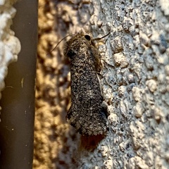 Acrolophus sinclairi