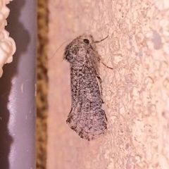 Acrolophus sinclairi