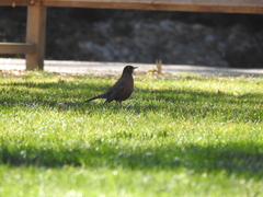 Turdus migratorius