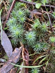Dawsonia superba
