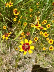 Coreopsis tinctoria