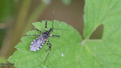 Sphedanolestes impressicollis