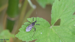 Sphedanolestes impressicollis