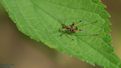 Phaneroptera nigroantennata