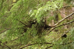 Arceuthobium tsugense