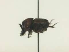 Onthophagus striatulus