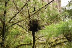 Arceuthobium tsugense