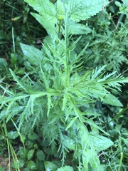 Eupatorium × pinnatifidum