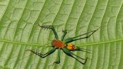 Arachnoscelis