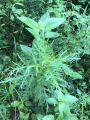 Eupatorium × pinnatifidum