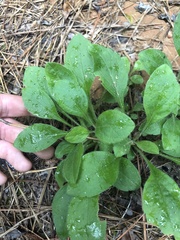 Solidago hispida hispida