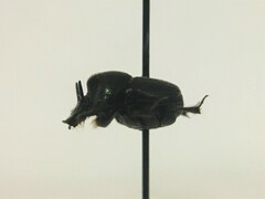 Onthophagus striatulus