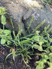 Plantago elongata