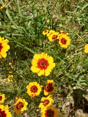 Coreopsis tinctoria
