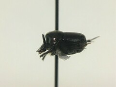 Onthophagus striatulus