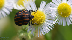 Graphosoma rubrolineatum