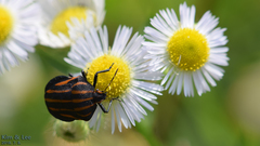 Graphosoma rubrolineatum