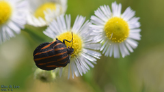 Graphosoma rubrolineatum
