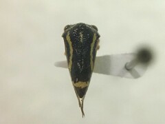 Ophiderma evelyna
