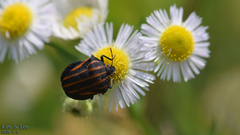 Graphosoma rubrolineatum