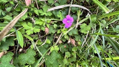 Geranium nepalense