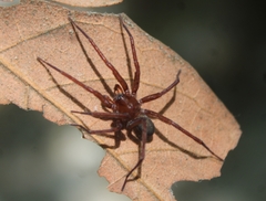 Anachemmis