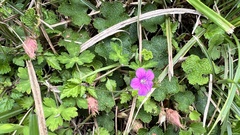 Geranium nepalense