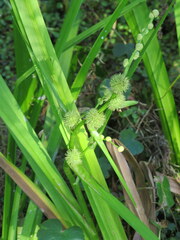 Sparganium androcladum