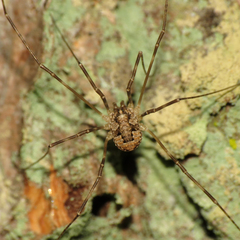 Leptobunus parvulus