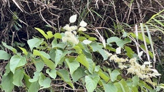Hydrangea fauriei