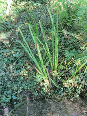 Sparganium androcladum