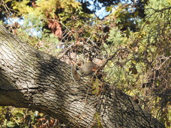 Sciurus carolinensis