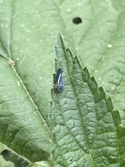 Graphocephala lugubris